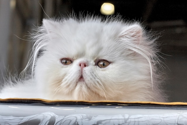 Οι 8 πιο κοινωνικές ράτσες γάτας για την οικογένειά σας