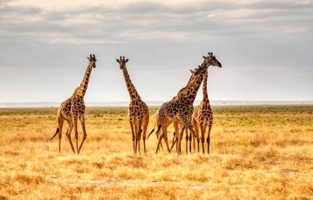 10 Fascinating Facts About Giraffes: Nature’s Towering Gentle Giants