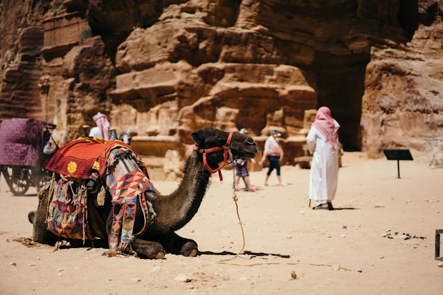 4 Αξιοσημείωτες Προσαρμογές των Καμήλων για την Επιβίωση στην Ερήμο